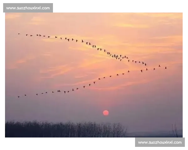 白露时节秋意浓万物丰收人间入画静赏季节更迭之美 白露时节秋意浓万物丰收人间入画静赏季节更迭之美